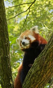 Preview wallpaper red panda, tree, bark, leaves, branch