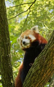 Preview wallpaper red panda, tree, bark, leaves, branch