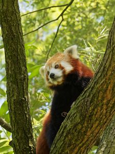 Preview wallpaper red panda, tree, bark, leaves, branch