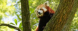 Preview wallpaper red panda, tree, bark, leaves, branch