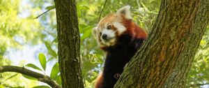 Preview wallpaper red panda, tree, bark, leaves, branch