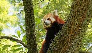 Preview wallpaper red panda, tree, bark, leaves, branch