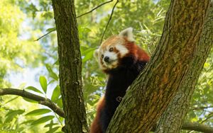 Preview wallpaper red panda, tree, bark, leaves, branch