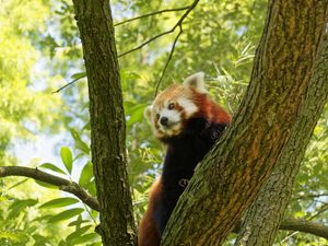 Preview wallpaper red panda, tree, bark, leaves, branch