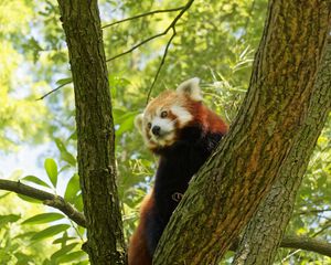 Preview wallpaper red panda, tree, bark, leaves, branch