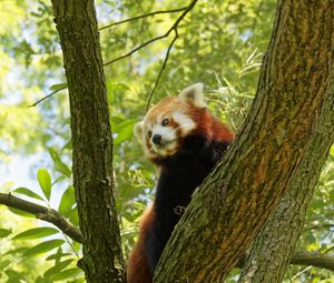 Preview wallpaper red panda, tree, bark, leaves, branch