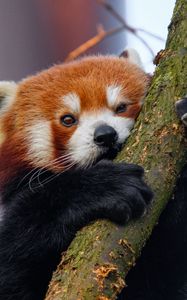 Preview wallpaper red panda, tree, branch, animal