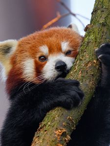 Preview wallpaper red panda, tree, branch, animal