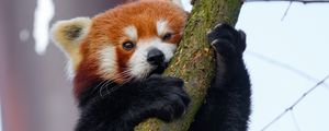 Preview wallpaper red panda, tree, branch, animal