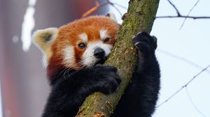 Preview wallpaper red panda, tree, branch, animal