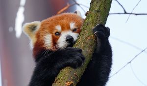 Preview wallpaper red panda, tree, branch, animal