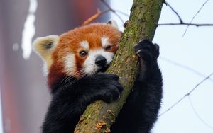 Preview wallpaper red panda, tree, branch, animal