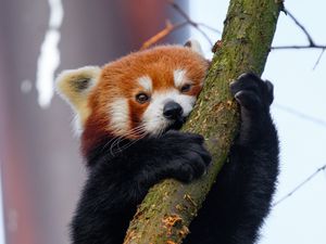 Preview wallpaper red panda, tree, branch, animal