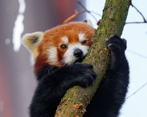 Preview wallpaper red panda, tree, branch, animal