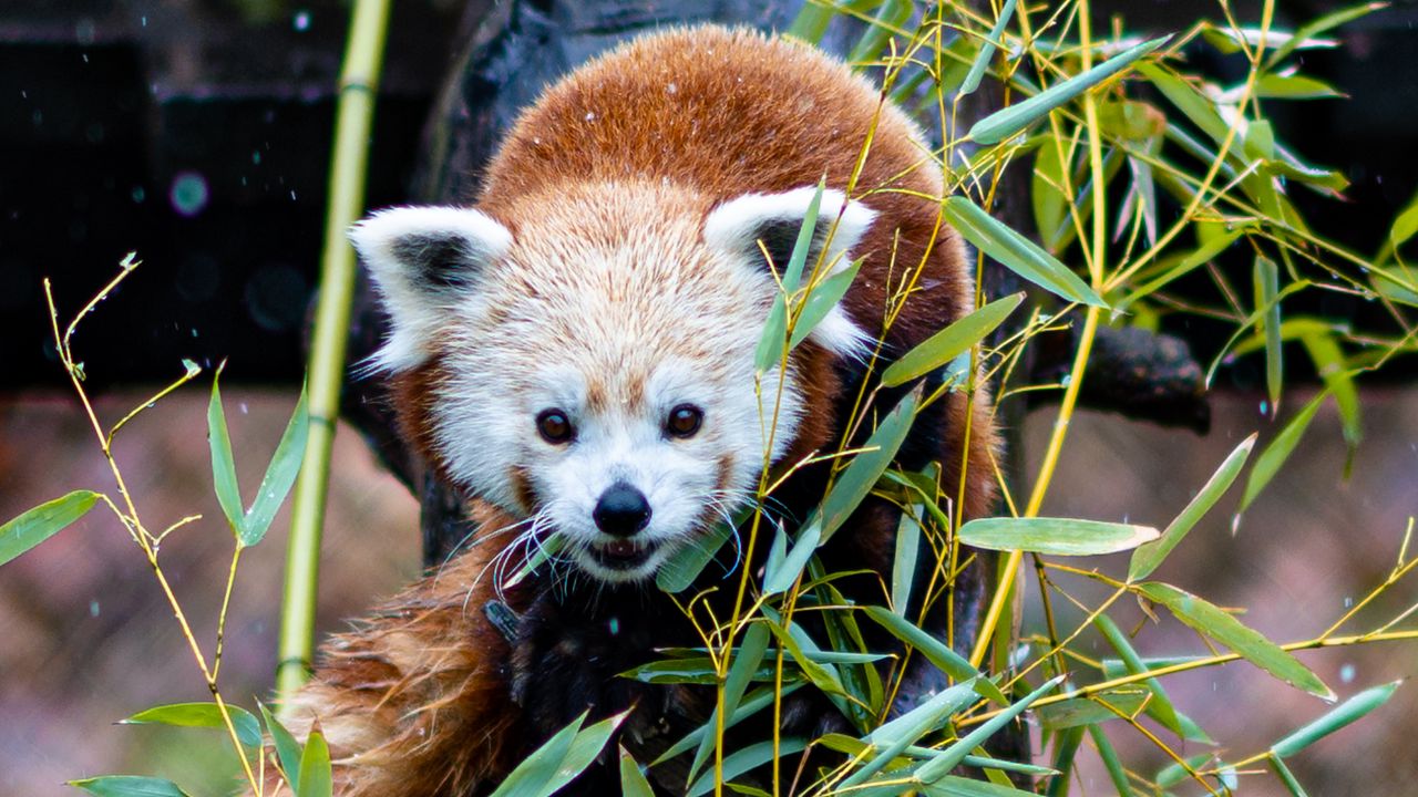 Wallpaper red panda, tree, leaves, branches, wildlife, animal