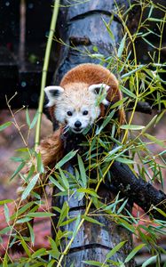 Preview wallpaper red panda, tree, leaves, branches, wildlife, animal