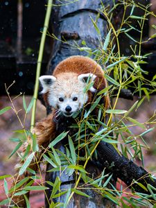 Preview wallpaper red panda, tree, leaves, branches, wildlife, animal