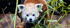 Preview wallpaper red panda, tree, leaves, branches, wildlife, animal