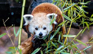 Preview wallpaper red panda, tree, leaves, branches, wildlife, animal