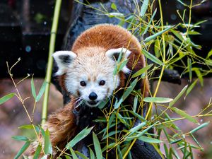 Preview wallpaper red panda, tree, leaves, branches, wildlife, animal