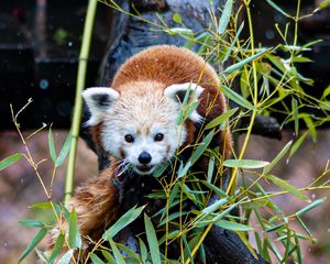 Preview wallpaper red panda, tree, leaves, branches, wildlife, animal