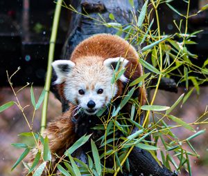Preview wallpaper red panda, tree, leaves, branches, wildlife, animal