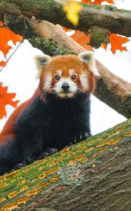 Preview wallpaper red panda, tree, leaves, blur, wildlife, animal