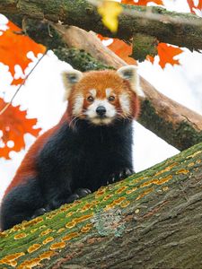 Preview wallpaper red panda, tree, leaves, blur, wildlife, animal