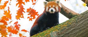 Preview wallpaper red panda, tree, leaves, blur, wildlife, animal