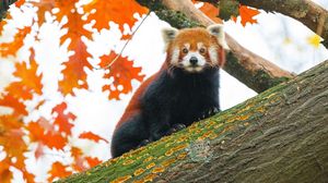 Preview wallpaper red panda, tree, leaves, blur, wildlife, animal