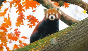 Preview wallpaper red panda, tree, leaves, blur, wildlife, animal