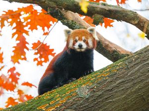 Preview wallpaper red panda, tree, leaves, blur, wildlife, animal