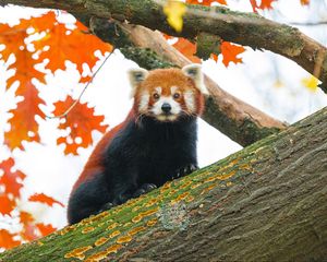 Preview wallpaper red panda, tree, leaves, blur, wildlife, animal