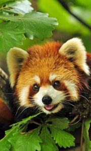 Preview wallpaper red panda, tree, leaves