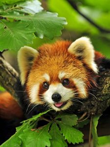 Preview wallpaper red panda, tree, leaves