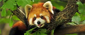 Preview wallpaper red panda, tree, leaves