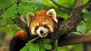 Preview wallpaper red panda, tree, leaves