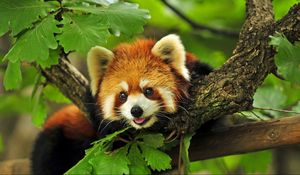 Preview wallpaper red panda, tree, leaves