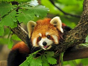 Preview wallpaper red panda, tree, leaves