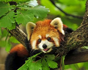 Preview wallpaper red panda, tree, leaves