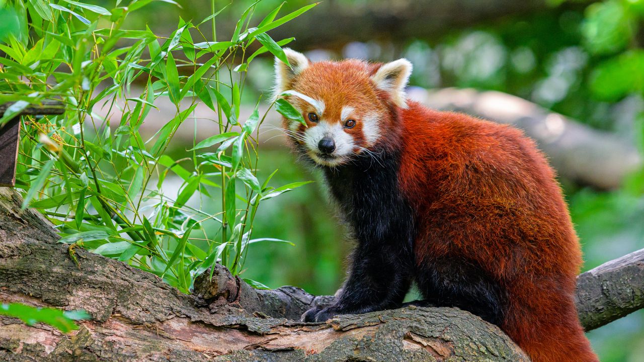 Wallpaper red panda, tree, leaves, wildlife hd, picture, image