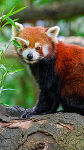 Preview wallpaper red panda, tree, leaves, wildlife