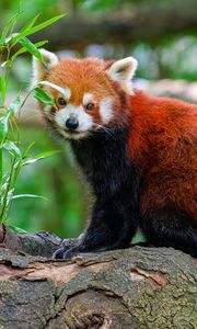 Preview wallpaper red panda, tree, leaves, wildlife