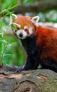 Preview wallpaper red panda, tree, leaves, wildlife