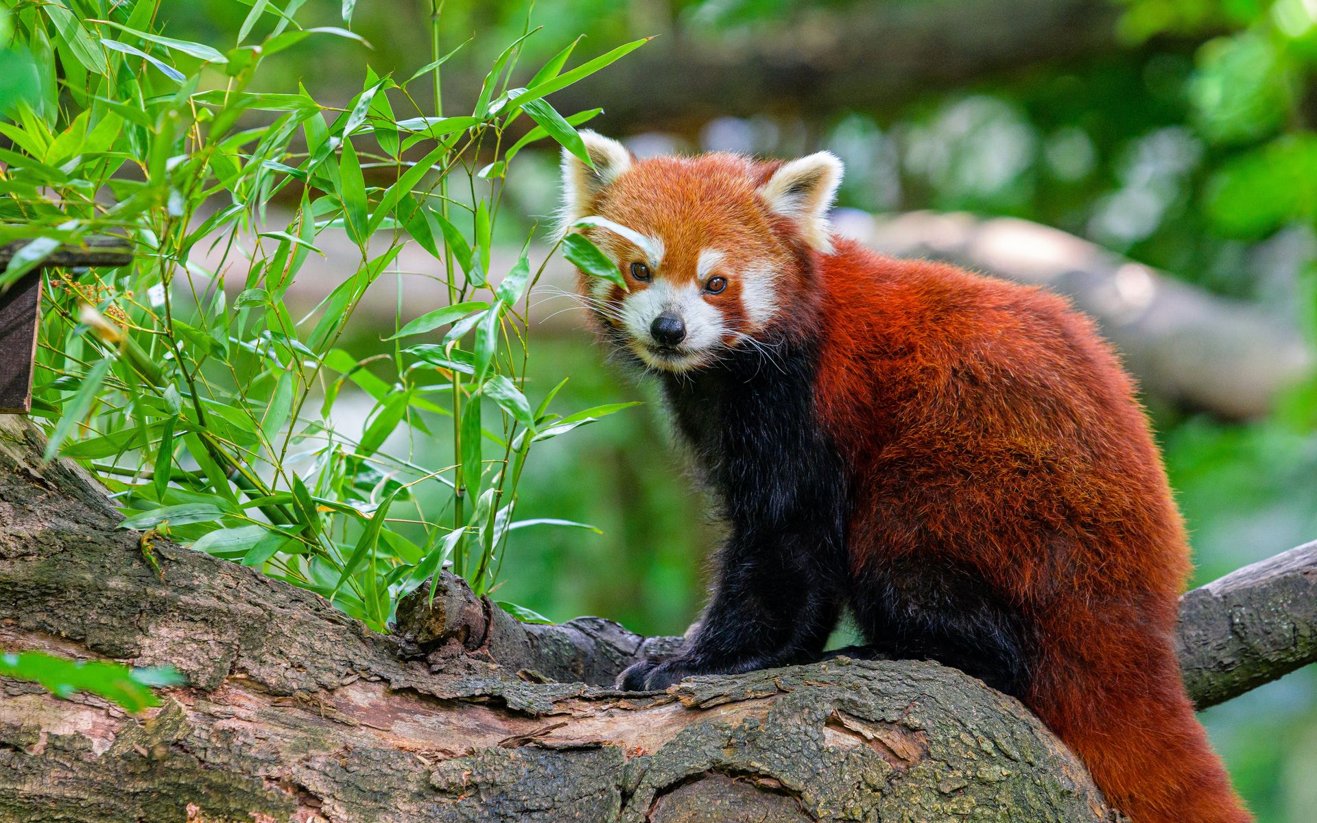 Download wallpaper 1920x1200 red panda, tree, leaves, wildlife ...