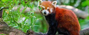 Preview wallpaper red panda, tree, leaves, wildlife