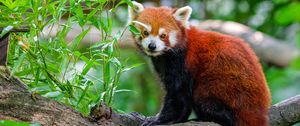 Preview wallpaper red panda, tree, leaves, wildlife