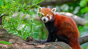 Preview wallpaper red panda, tree, leaves, wildlife