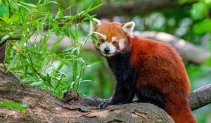 Preview wallpaper red panda, tree, leaves, wildlife