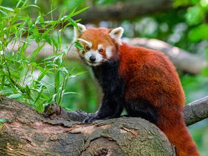 Preview wallpaper red panda, tree, leaves, wildlife